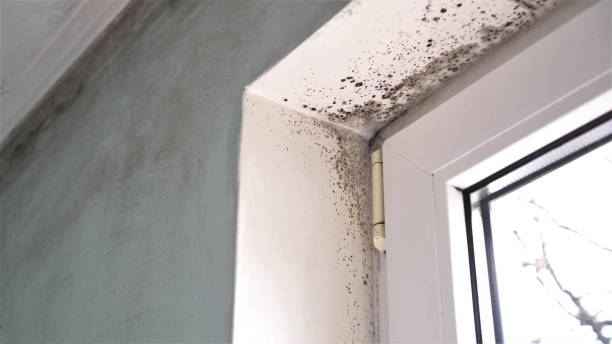 Best Toxic Mold Removal  in Orida Gulf Coast University, FL