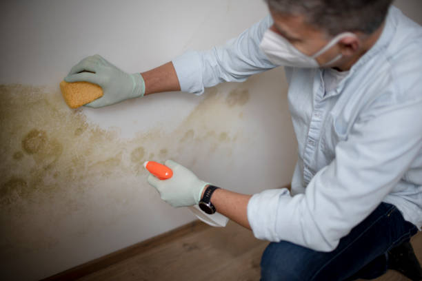 Best Mold Removal Company Near Me  in Orida Gulf Coast University, FL